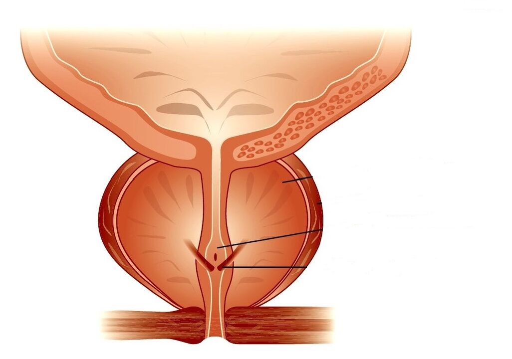 Struktur der Prostata und chronische Prostatitis